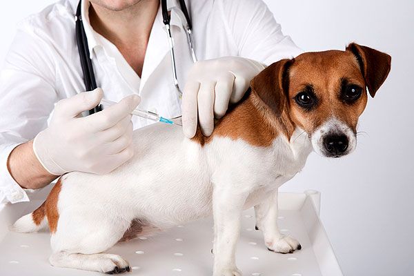 Por-que-europeos-prohiben-vacunas-transgenicas-en-mascotas-y-animales