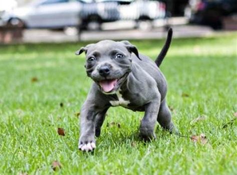 img_por_que_los_perros_mueven_la_cola_26564_orig